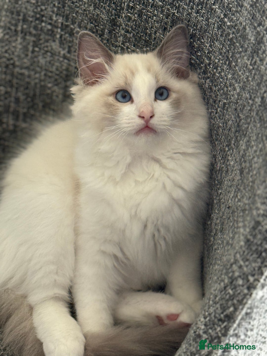 Ragdoll cats for sale: Ragdoll kittens - Image 8
