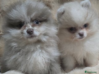 Pomeranian dogs Lavender chocolate merle exceptional poms - Advert 7