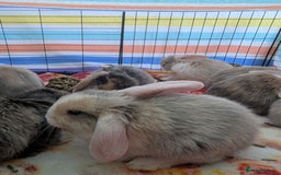English Lop rabbits for sale: Beautiful baby bunnies  - Image 3