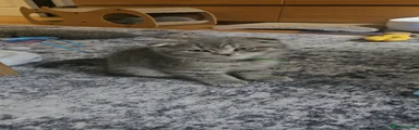 Scottish Fold Kitten 5