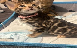 Bengal cats for sale: 💕 Adorable Rosetted bengal Kittens 💕 - Image 8