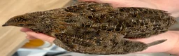 Quail poultry for sale: Gorgeous Rosetta Male Coturnix Japanese Quail - Advert 3