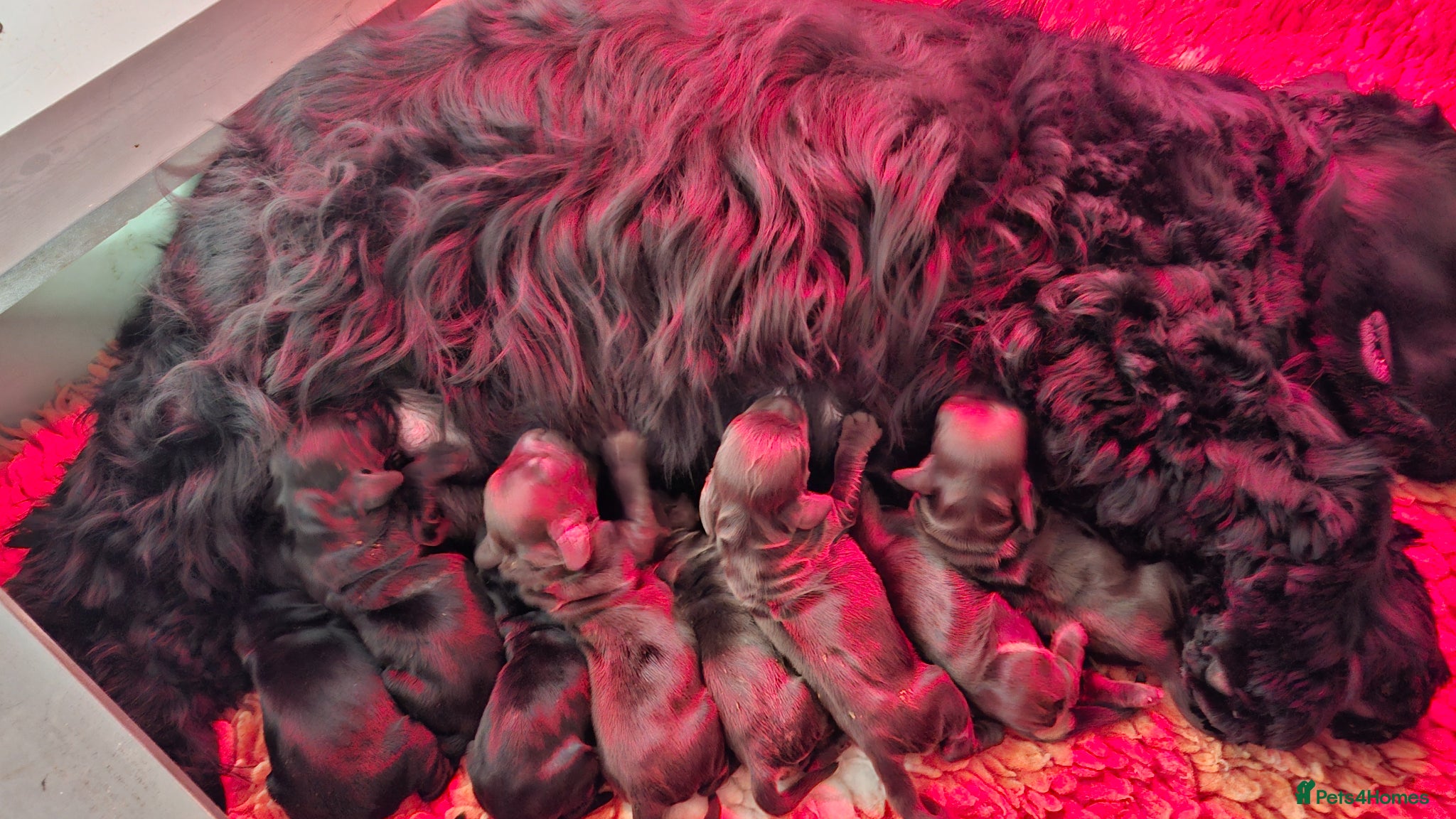 Cocker Spaniel dogs Show type KC Reg Cocker Spaniel Puppies Available - Advert 2