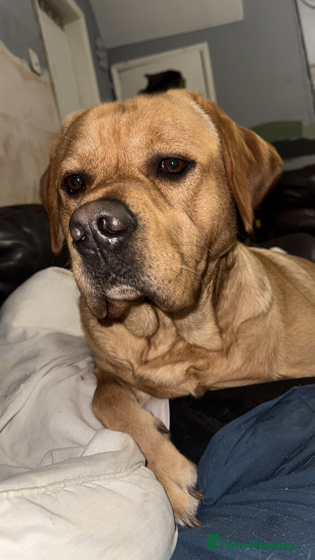 Labrador Retriever dogs for sale: Harvey KC registered  - Advert 10