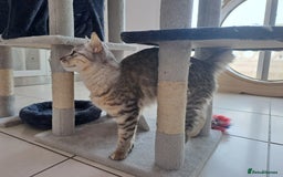 Mixed Breed cats for adoption: Aria - A Lovely & Cuddly Princess - Image 4