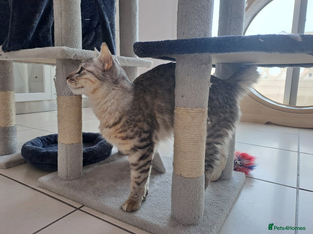 Mixed Breed cats for adoption: Aria - A Lovely & Cuddly Princess - Image 4