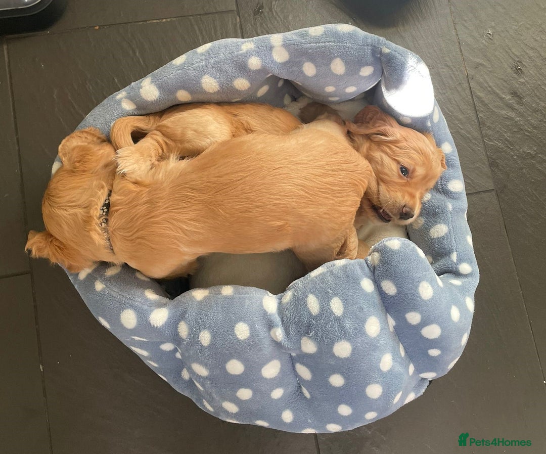 Cocker Spaniel dogs for sale: Working Cocker Spaniels - Image 6