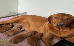 Labrador Retriever dogs for sale: Ready to leave, KC Labrador litter, boys & girls  - Image 15