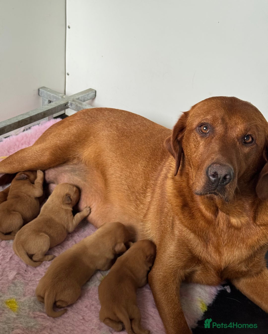 Labrador Retriever dogs for sale: Ready to leave, KC Labrador litter, boys & girls  - Image 15