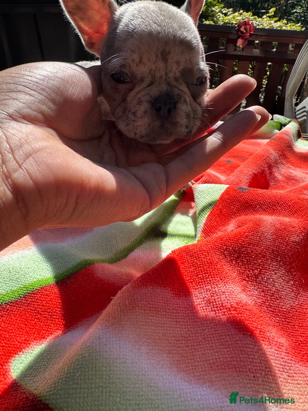 French Bulldog dogs for sale: Adorable French Bulldogs - Image 20