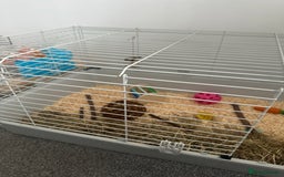 Mini Lop rabbits for sale: Mini lop rabbit - Image 6