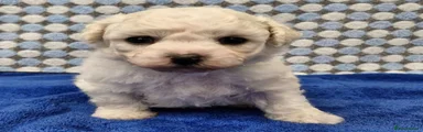 Bichon Frise 3