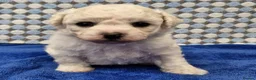 Bichon Frise dogs for sale:  Bichon Frise puppies  - Advert 2