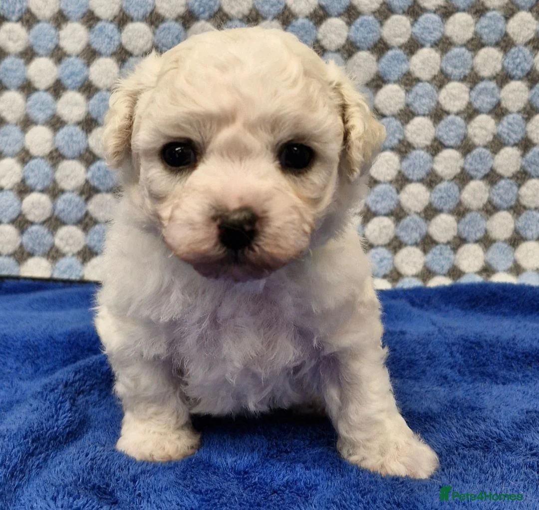 Bichon Frise dogs for sale:  Bichon Frise puppies  - Advert 2