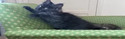 Maine Coon cats for sale: Maine Coon active kittens - Advert 8
