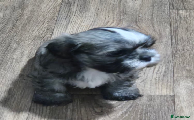 Mixed Breed dogs - Advert 7