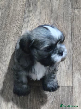 Mixed Breed dogs - Advert 1