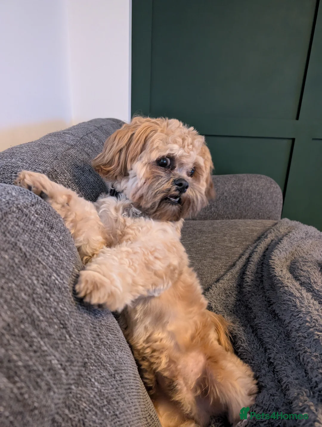 Zuchon dogs for sale: Diego - Advert 2