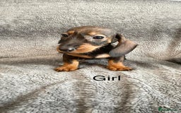 Dachshund dogs for sale: Dachshund Puppies Ready Now Fully Vaccinated  - Image 2