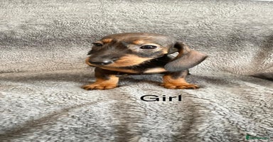 Dachshund dogs - Advert 4