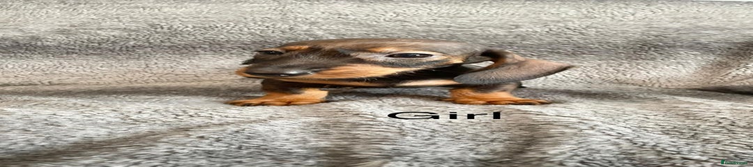 Dachshund Puppy 4
