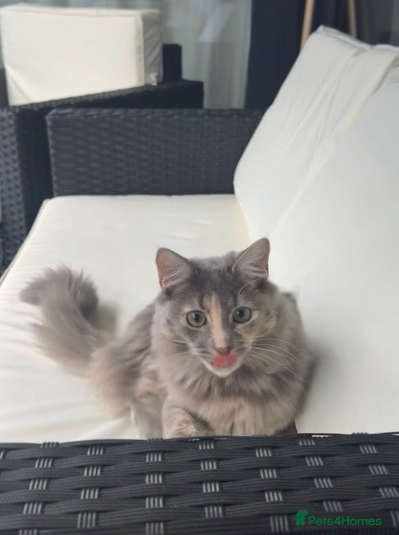 Mixed Breed cats I’m rehoming my kitten  - Advert 1