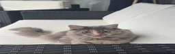 Mixed Breed cats for sale: I’m rehoming my kitten  - Advert 1