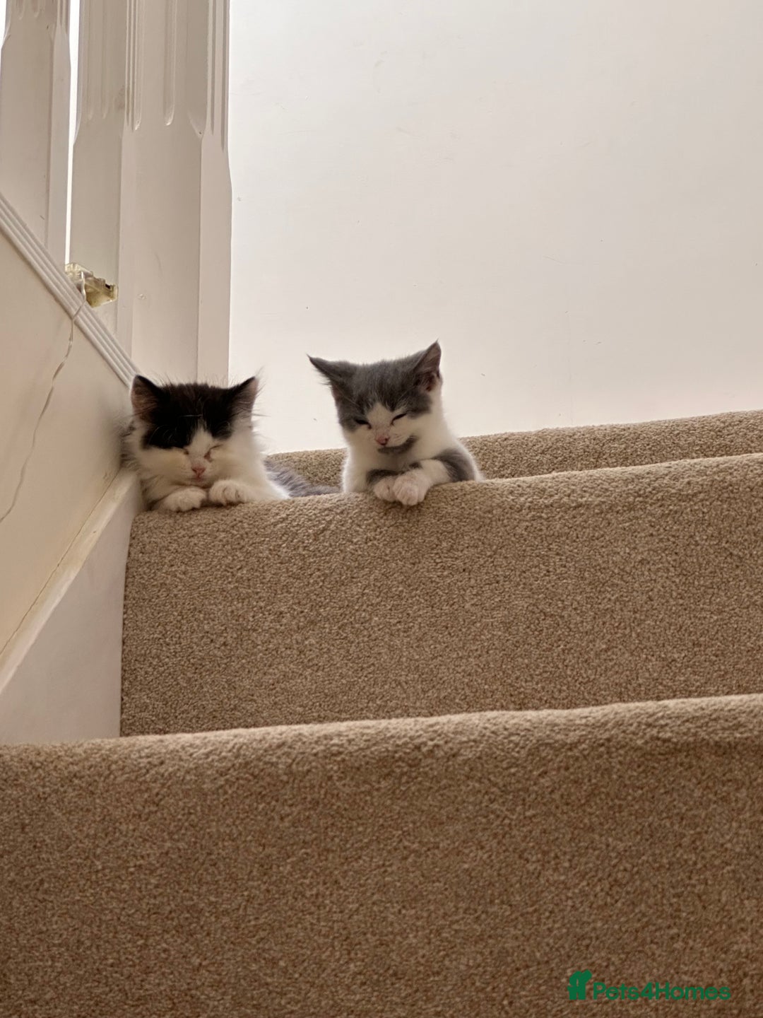 Mixed Breed cats for sale: 2 girls and 1 boy is available for re homing  - Advert 8
