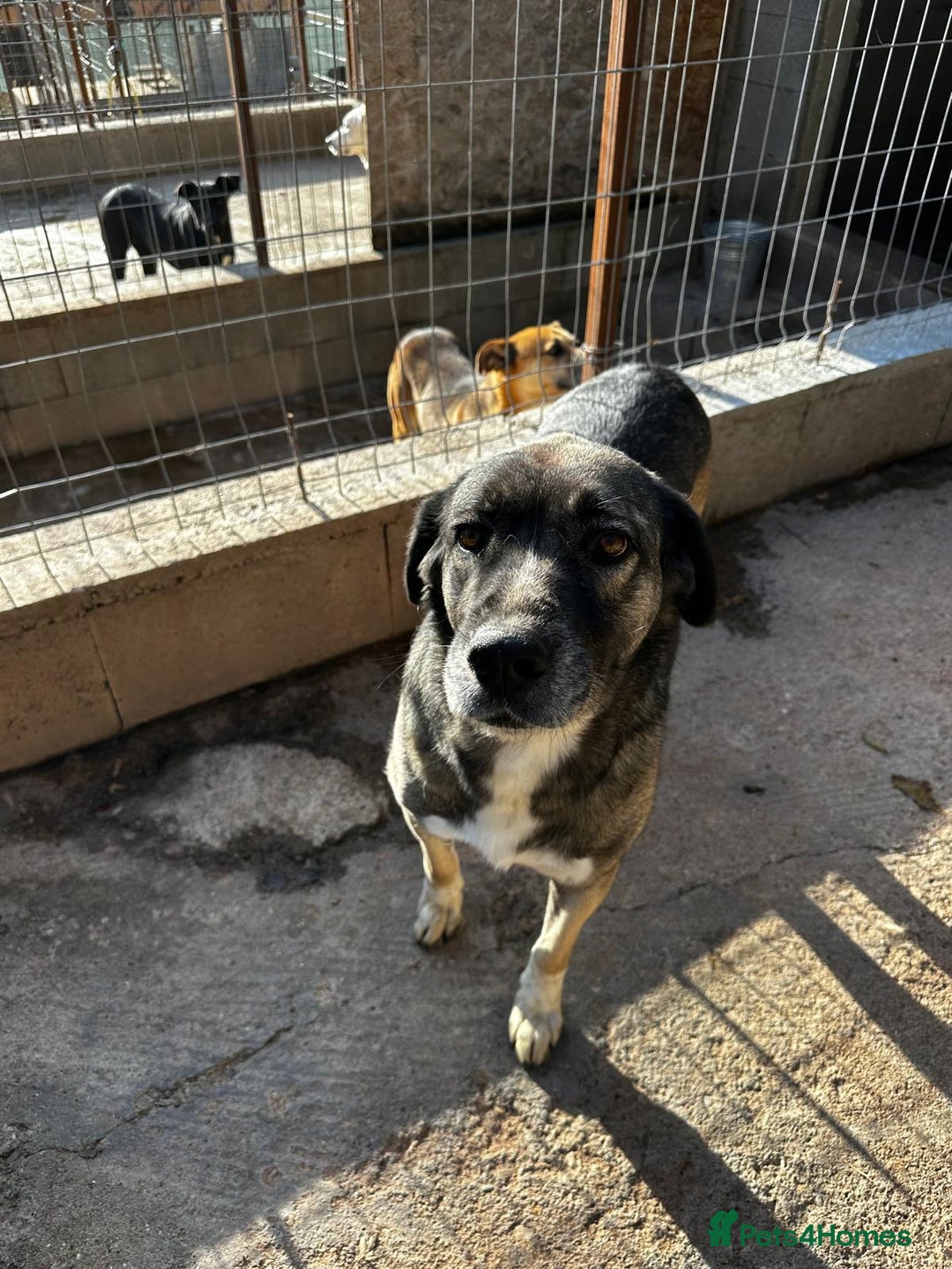 Mixed Breed dogs for adoption: Tully is patiently waiting for a family! - Advert 3