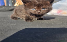 British Shorthair cats for sale: NICE BLACK KITTENS LOOKING FOR NEW HOME  - Image 12