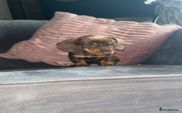 Miniature Dachshund dogs for sale: 5 gorgeous mini dachshund puppies - Image 12