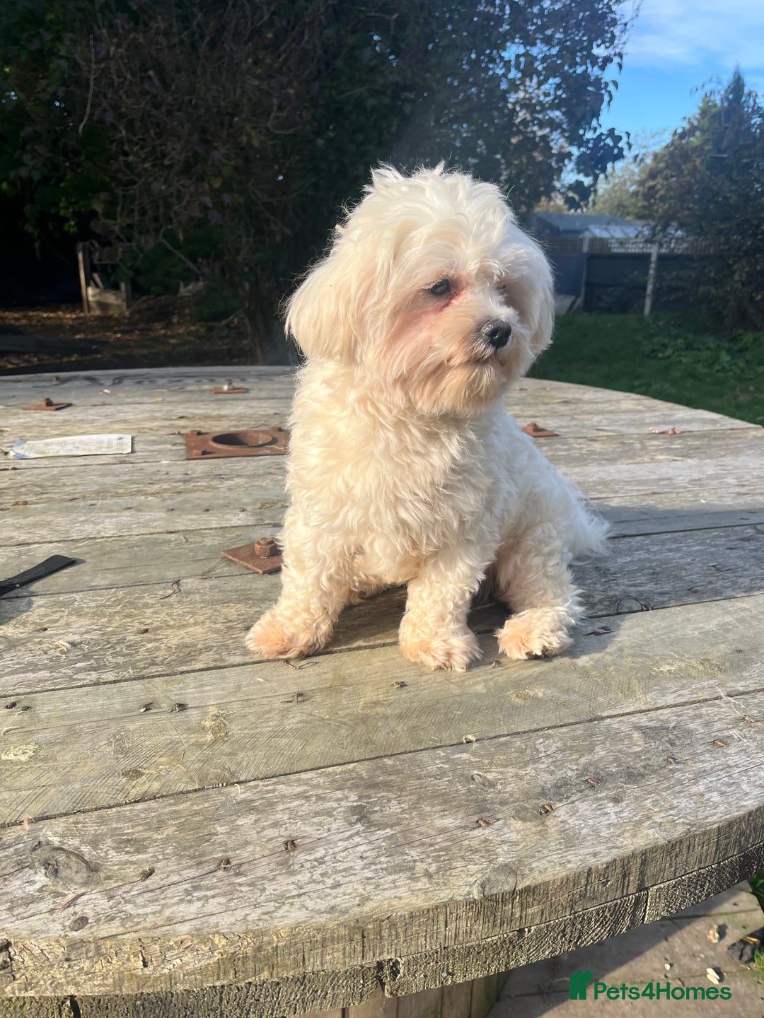 Maltipoo dogs for sale: 🤩 4 stunning male F1 Maltipoo 🤩 - Image 11