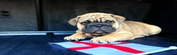 English Bulldog dogs for sale: Quality English bulldogs - Advert 10