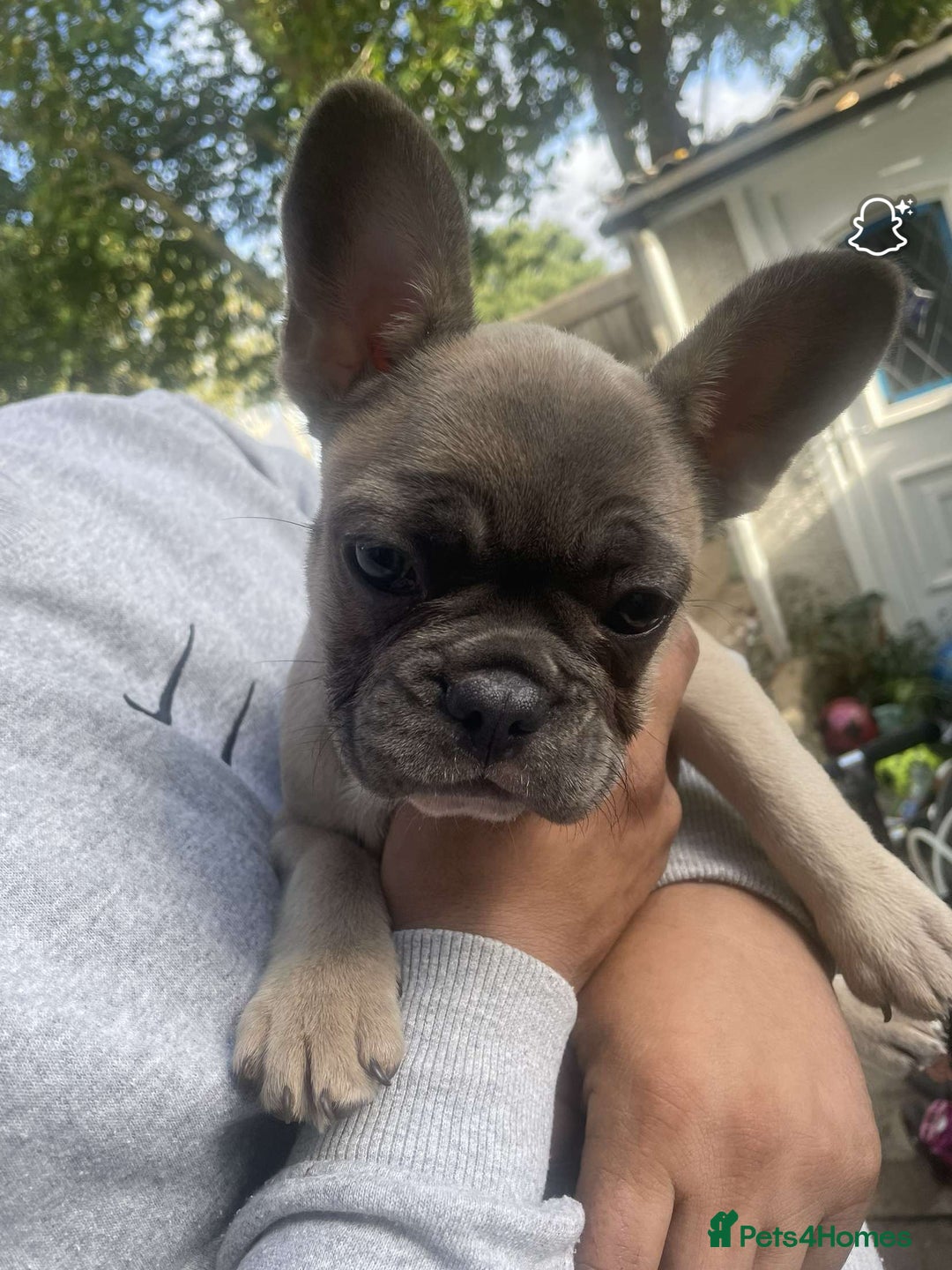 French Bulldog dogs for sale: French bulldog - Advert 2