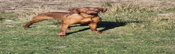 Hungarian Vizsla dogs for sale: Beautiful KC Registered Hungarian Vizsla Puppies  - Advert 17