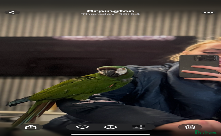 Macaws birds Talking chestnut fronted macaw  - Advert 6