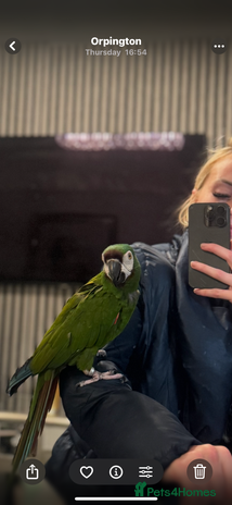 Macaws birds Talking chestnut fronted macaw - Advert 6