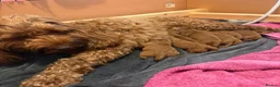 Cockapoo dogs for sale: Beautiful All Fox Red F1BB Cockapoo Puppies  - Advert 1