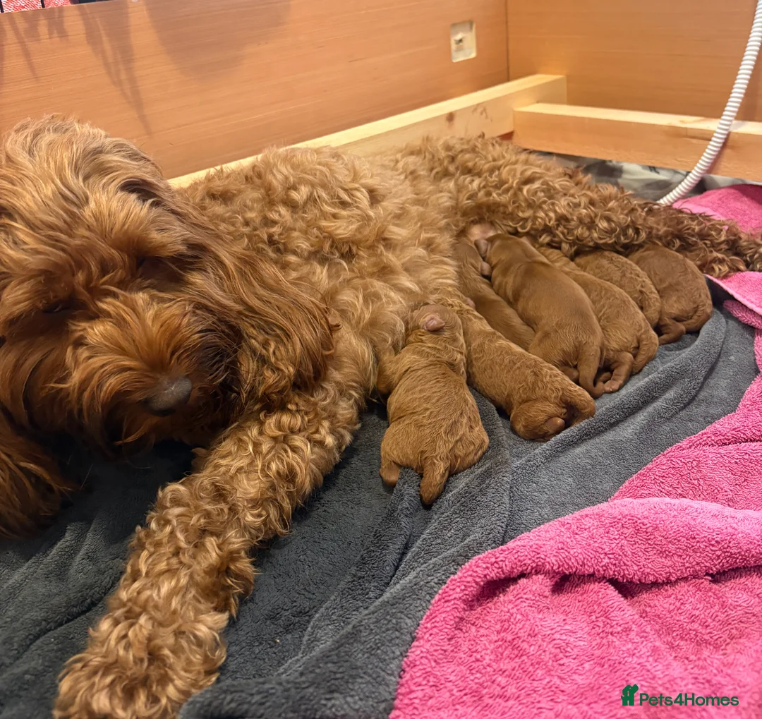Cockapoo dogs for sale: Beautiful All Fox Red F1BB Cockapoo Puppies  - Advert 1