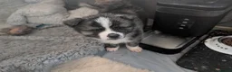 Japanese Akita Inu dogs for sale: Akita puppies pedigree for forever loving homes - Advert 19