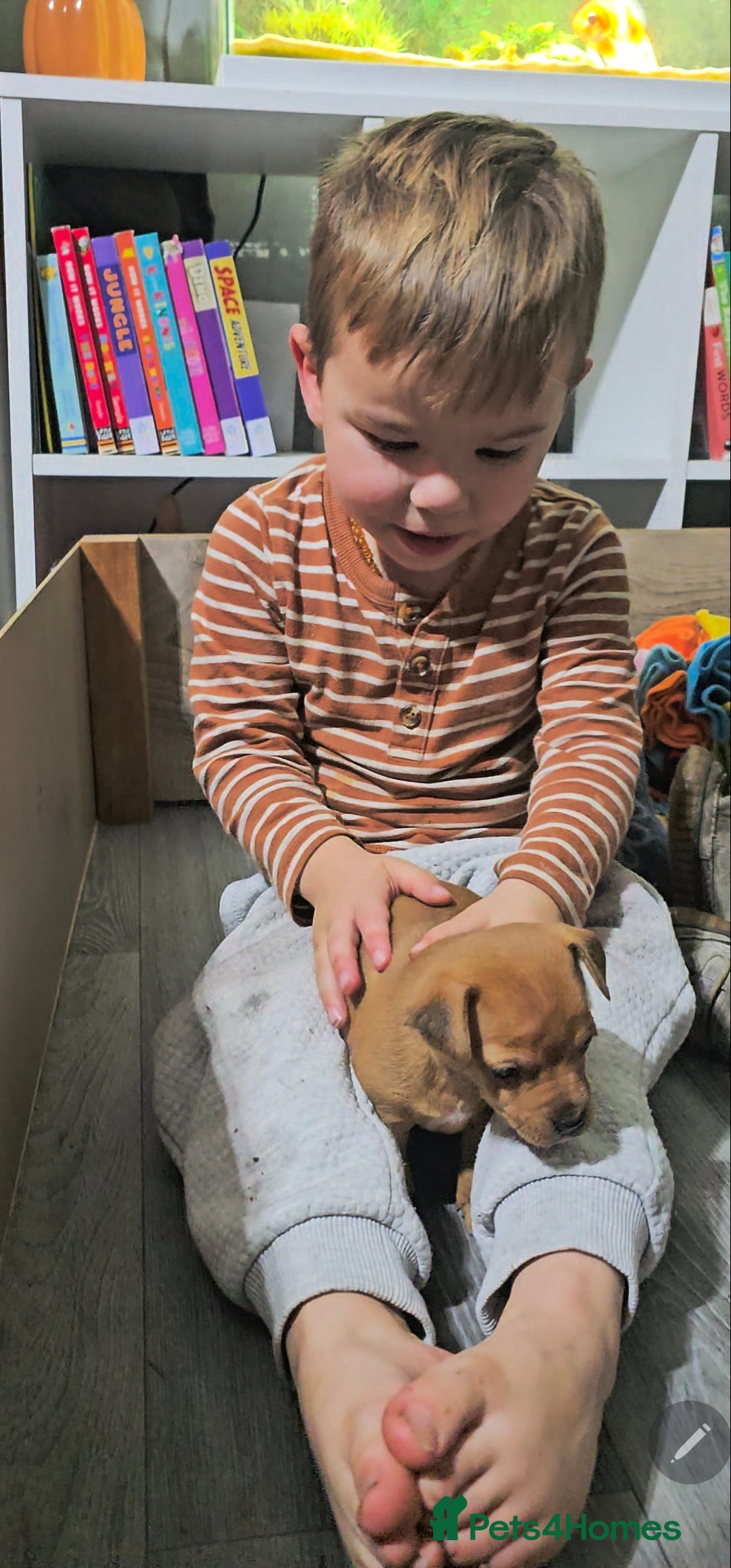 Jack Russell dogs for sale: Beautiful Jack Russell Terrier Puppies - Advert 12