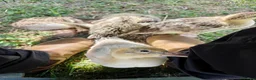 Ducks poultry for sale: Miniature Silver Appleyard drakes in Tranent - Advert 3