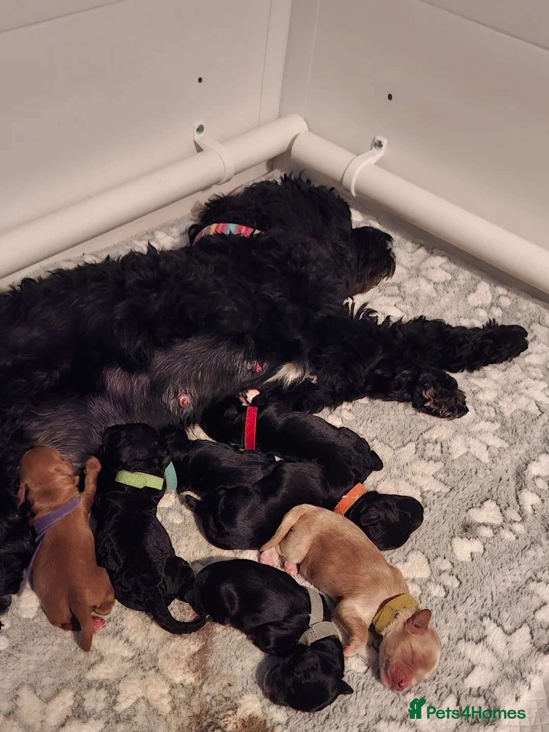 Cockapoo dogs for sale: Beautiful cockapoo puppies  - Advert 10