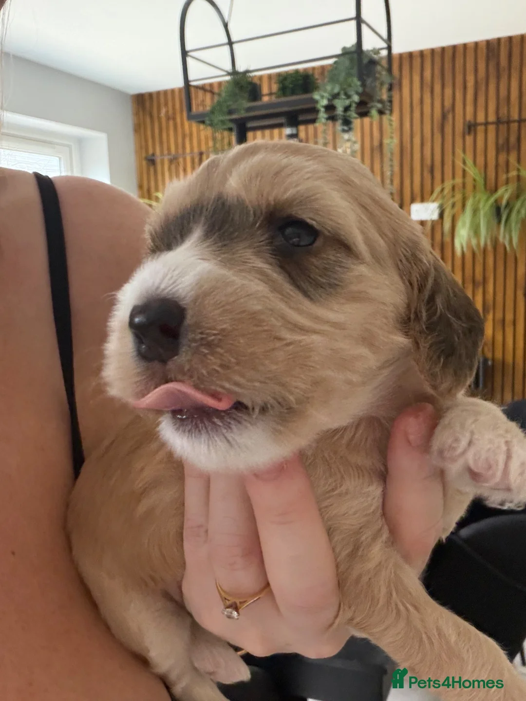 Mixed Breed dogs for sale: Stunning examples of Sprockerpoos  in Bedworth - Advert 16