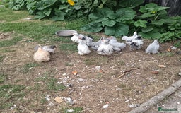 Chickens poultry for sale: £25 each for a fancy chicks - Image 16