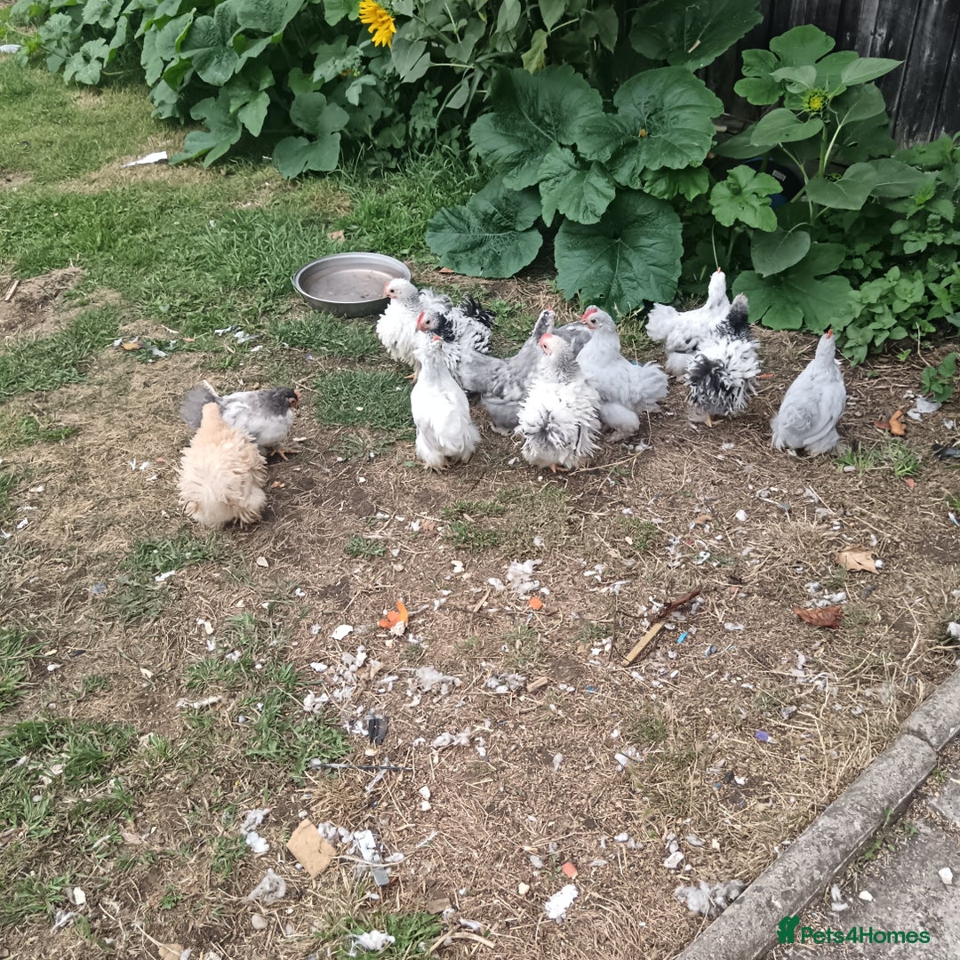 Chickens poultry for sale: £25 each for a fancy chicks - Image 16