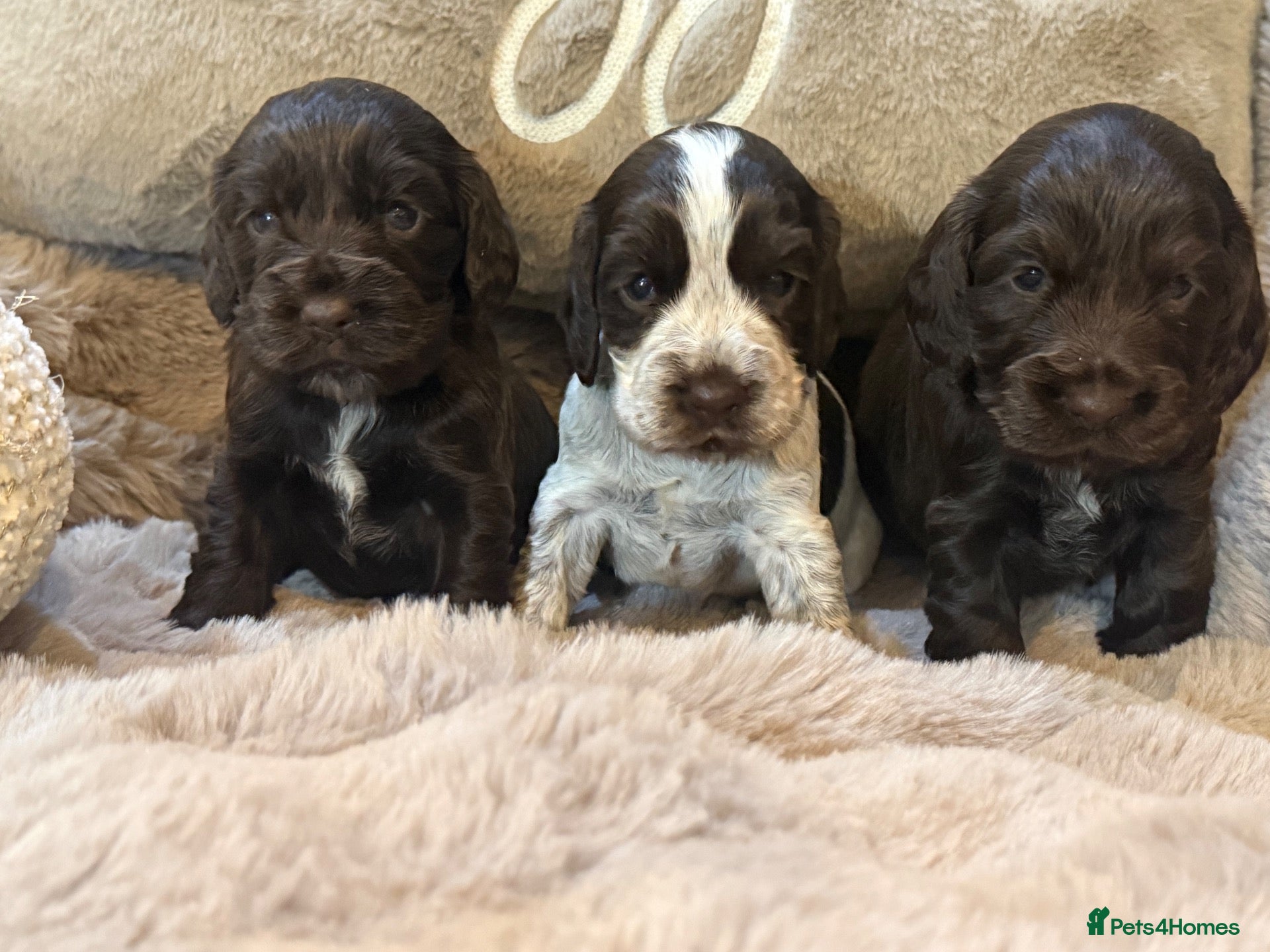 Cocker Spaniel dogs Stunning Show Cocker Spaniels full - Advert 1