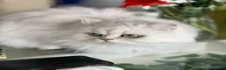 Persian cats for sale: Beautiful Silver Tipped Persian Chinchilla Girl in Leeds - Advert 2