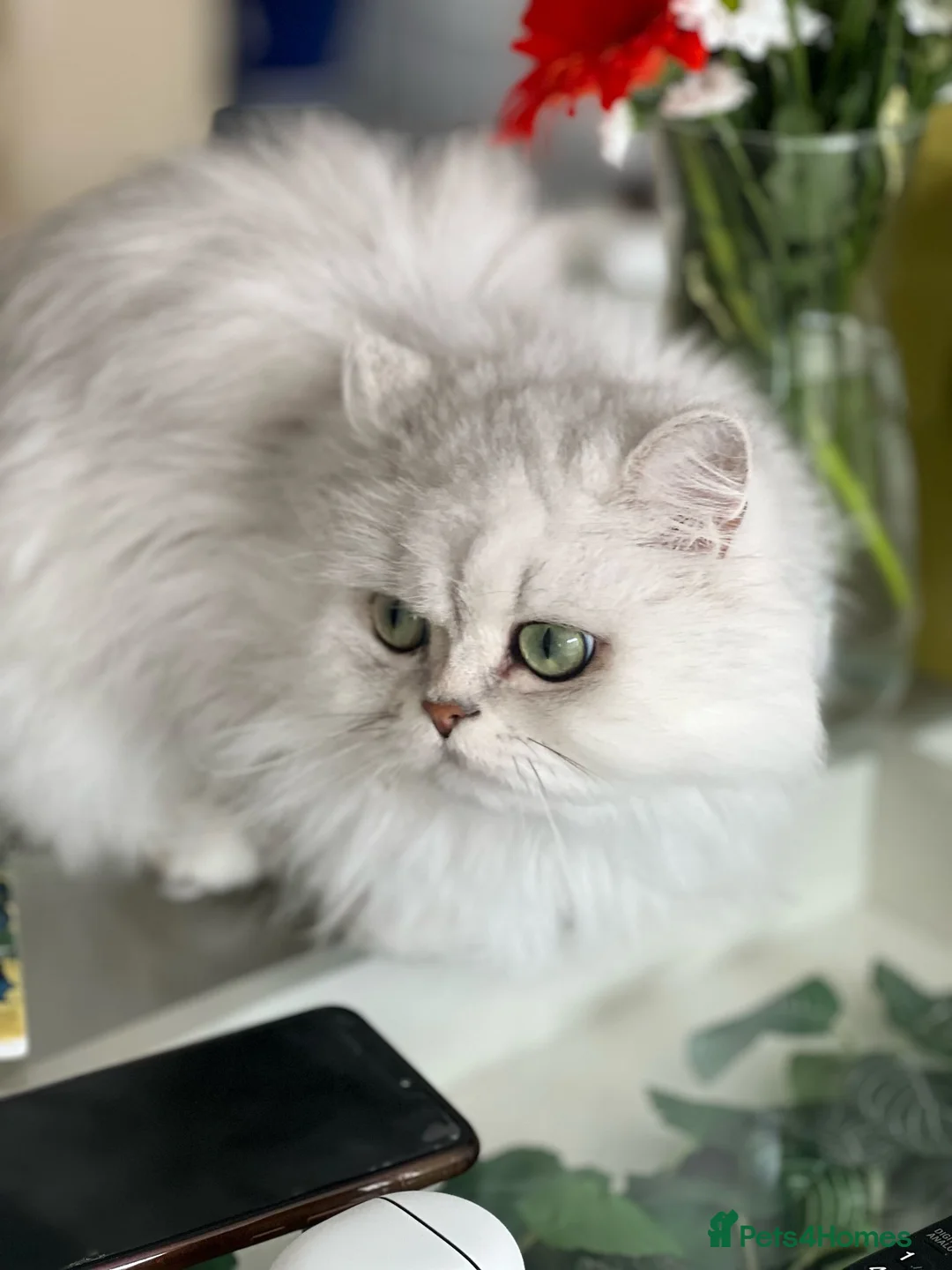 Persian cats for sale: Beautiful Silver Tipped Persian Chinchilla Girl in Leeds - Advert 2