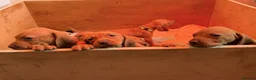 Hungarian Vizsla dogs for sale: !!REDUCED!! Beautiful KC Registered Vizsla Pups - Advert 23